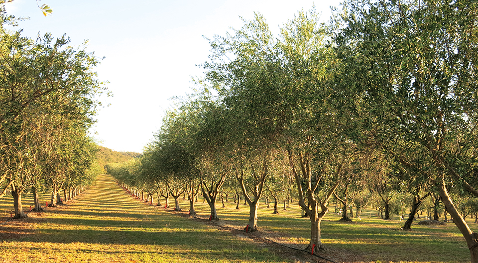 Biolchim at “Olivo in Campo”: Innovations in Olive Nutrition