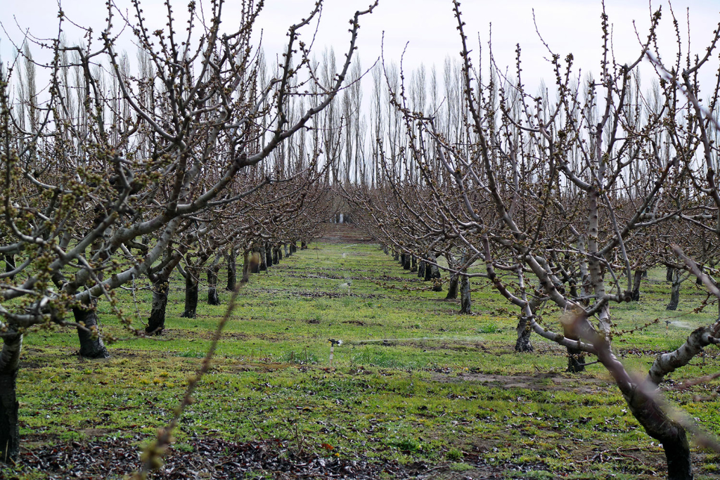 Mild Winters and Budding Issues: How to "Awaken" Plants