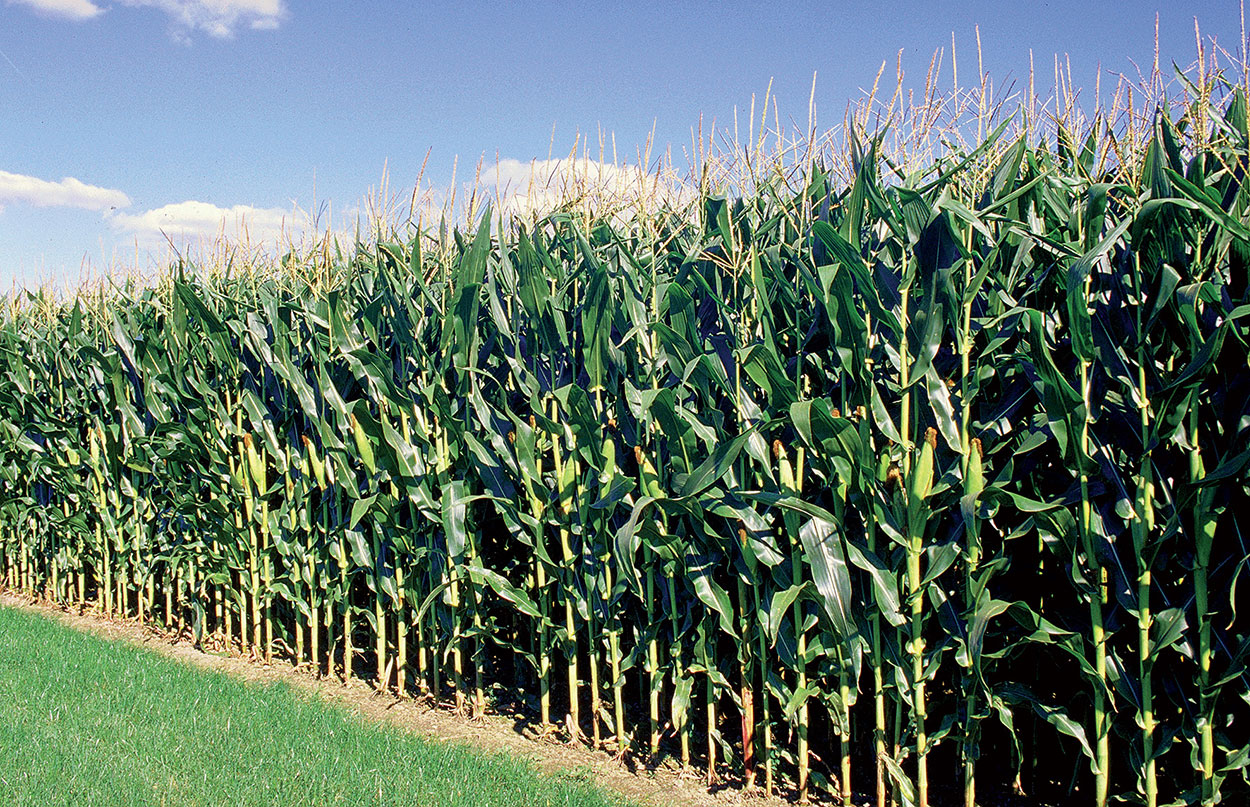 PHYLEN<sup>®</sup> Fertilizers: The Line for Perfect Foliar Nutrition in Extensive Crops